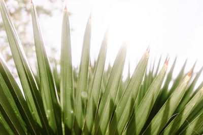 Close-up of plants growing on field