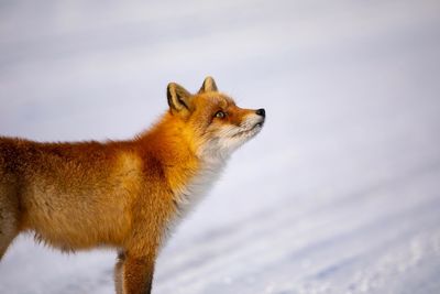 Close-up of a cat looking away