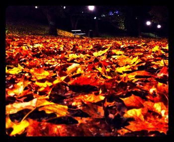 Leaves on ground at night