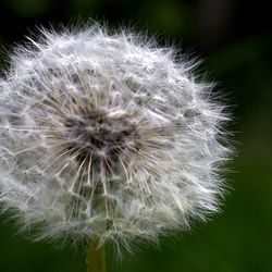 Close-up of dandelion on plant