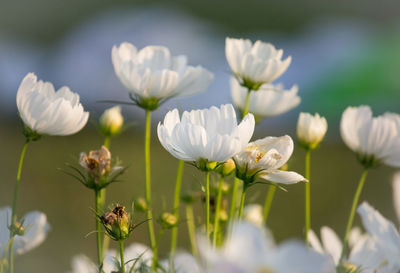 Close-up of white flowering plants