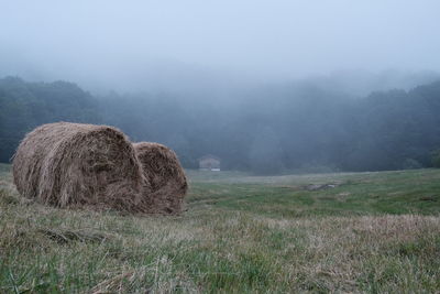 Hay bales on field