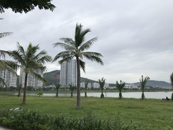 Palm trees on field against sky