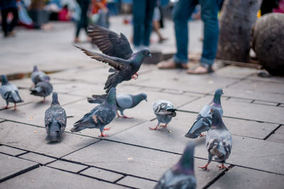 Flock of pigeons feeding on sidewalk