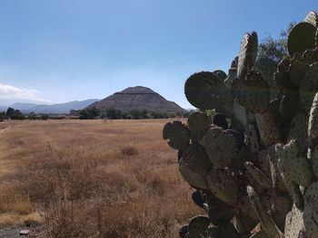 Cactus growing on field against sky