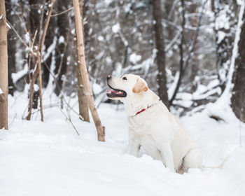 Dog on snow covered land
