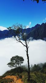 Low angle view of tree against clear blue sky