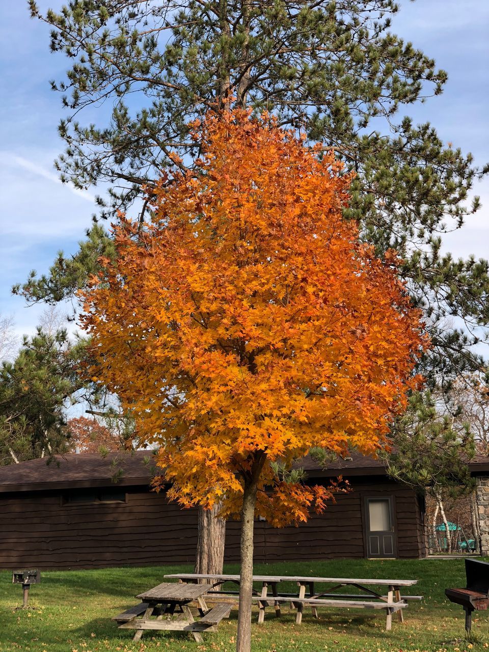 AUTUMN TREE IN PARK