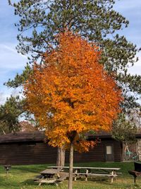 Autumn tree against sky