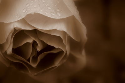 Close-up of rose