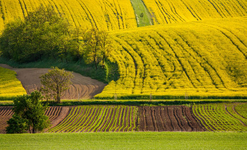 Scenic view of agricultural field