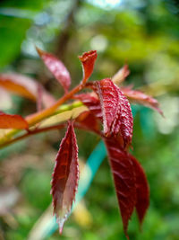 Close-up of water drops on leaves during autumn