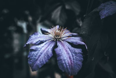 Close-up of purple iris flower