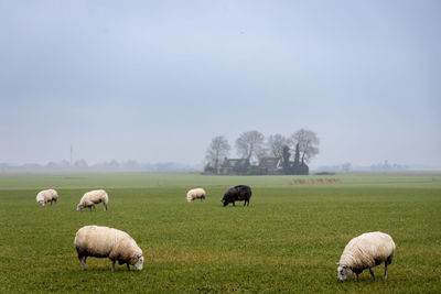 Sheep grazing on field against clear sky