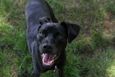 Portrait of a dog