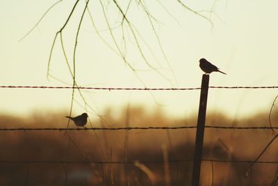 Silhouette bird perching on pole against sky at sunset