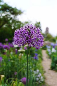 Close-up of purple flowering plant on field