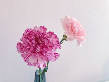 Close-up of pink flower vase against white background