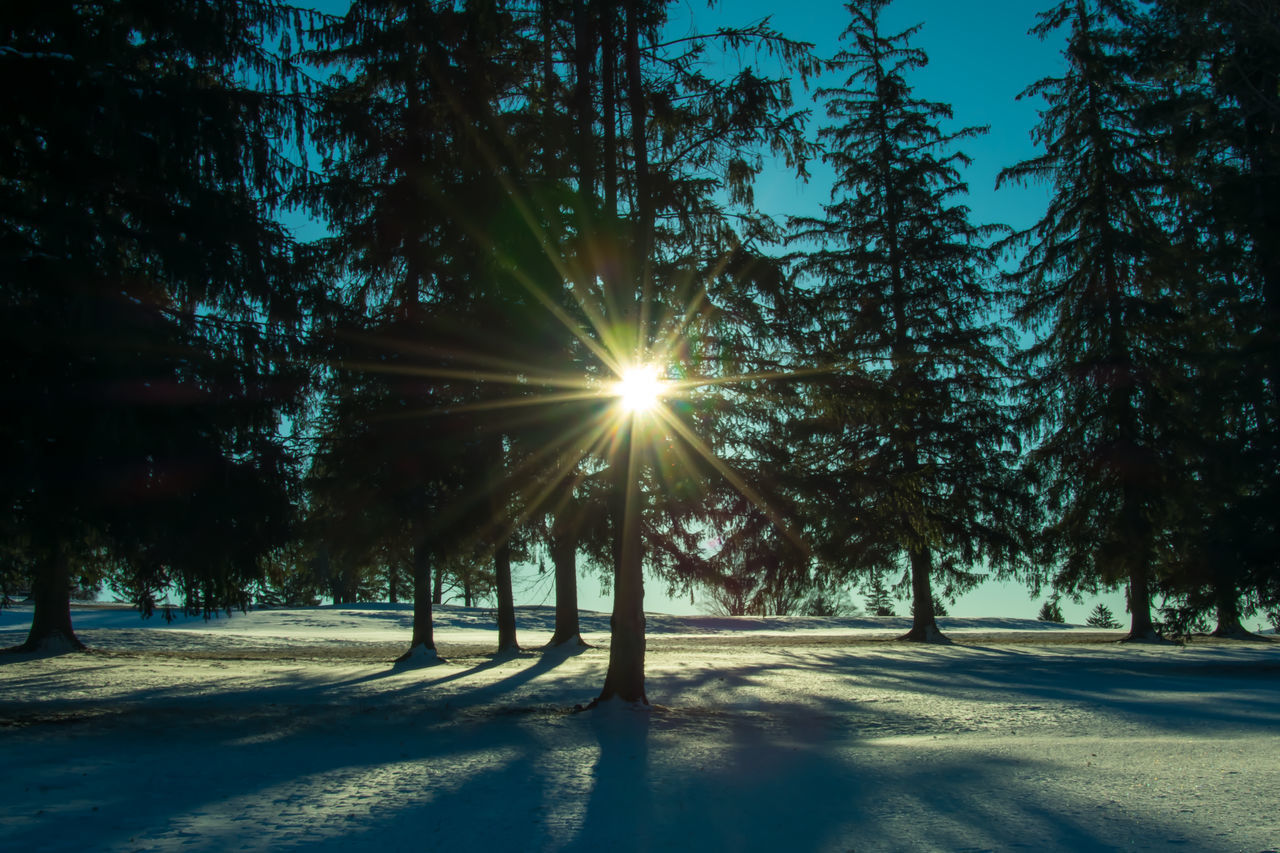 SUNLIGHT STREAMING THROUGH TREES ON SNOW COVERED LAND