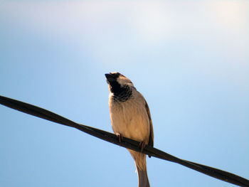 Low angle view of bird perching on cable against sky