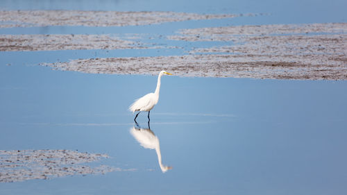 Bird walking in shallow water