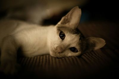 Close-up portrait of a cat
