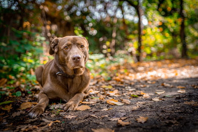 Portrait of a dog in forest