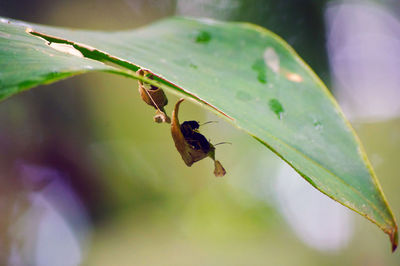 Close-up of insect on leaf