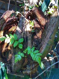 Close-up of ivy on tree trunk