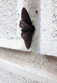 Close-up of butterfly on wall