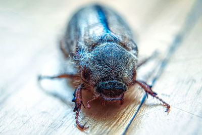 Close-up of melolontha melolontha