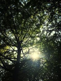 Sun shining through trees