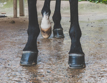 Low section of horse standing on wet street