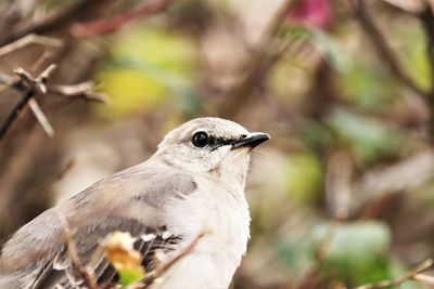 Close-up of bird perching on branch