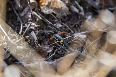 High angle view of insect on nest