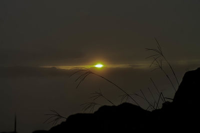 Silhouette plants against sky during sunset