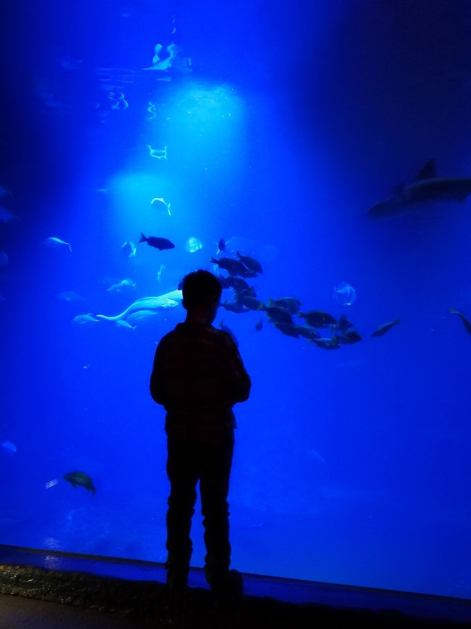 fish, aquarium, sea life, animals in captivity, large group of animals, real people, water, silhouette, wildlife, animals in the wild, swimming, underwater, blue, standing, indoors, nature, one person, rear view, leisure activity, lifestyles, animal wildlife, men, beauty in nature, whale shark, people