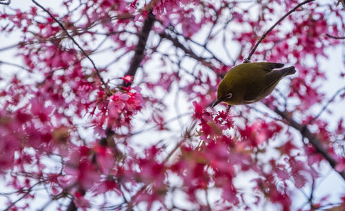 Low angle view of bird perching on tree