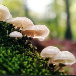 Close-up of mushrooms