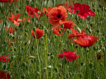 Close-up of red poppy flowers on field