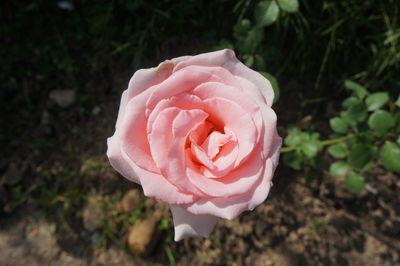 Close-up of pink rose