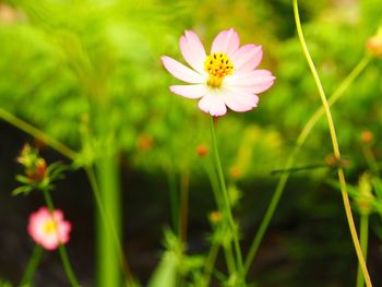 Close-up of pink flower