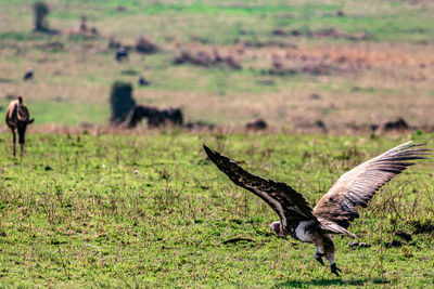 View of birds on land