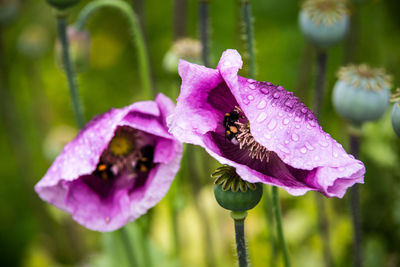 Close-up of bees pollinating on wet poppies