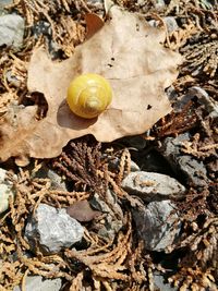 Close-up of yellow lizard