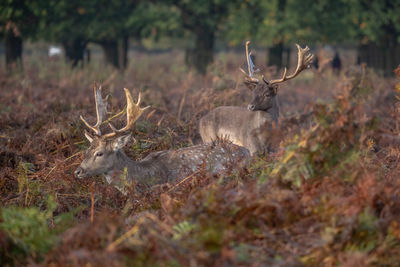 Deer in a forest