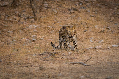 View of cat on land