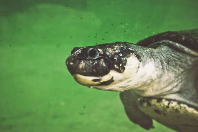 Close-up of turtle swimming in water