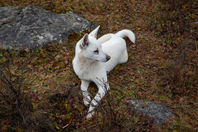 High angle view of white dog on field