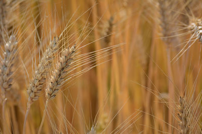 Closeup of ears of golden wheat on the field